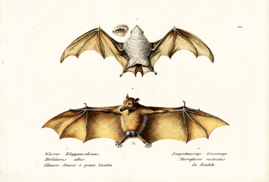 Northern Ghost Bat à Karl Joseph Brodtmann