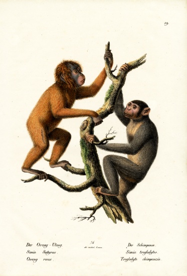 Orangutan à Karl Joseph Brodtmann