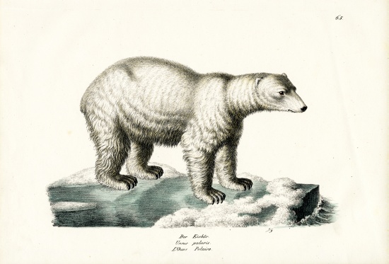 Polar Bear à Karl Joseph Brodtmann