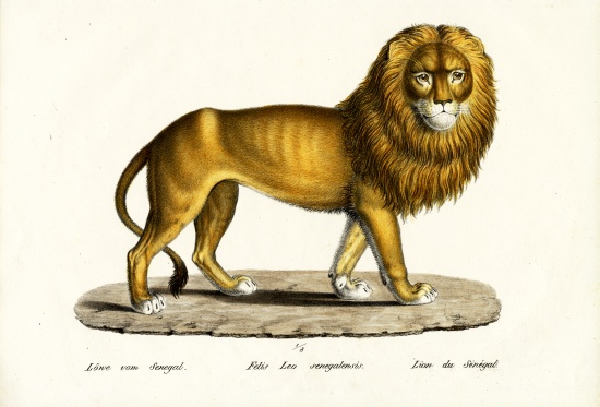 Senegal Lion à Karl Joseph Brodtmann