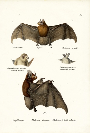 Spear-Nosed Bats à Karl Joseph Brodtmann