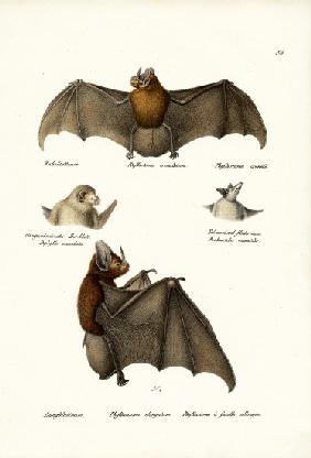 Spear-Nosed Bats