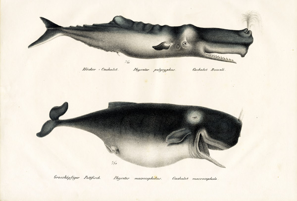 Sperm Whales à Karl Joseph Brodtmann