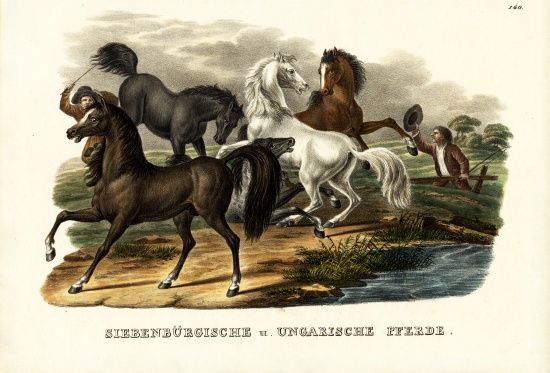 Transylvanian And Hungarian Horses à Karl Joseph Brodtmann