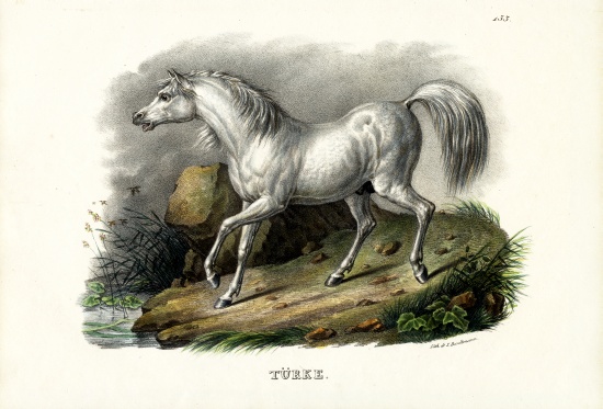 Turkish Horse à Karl Joseph Brodtmann