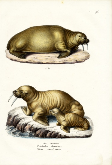Walrus à Karl Joseph Brodtmann
