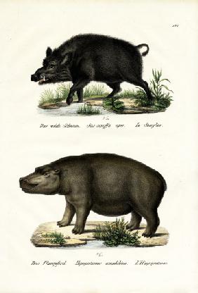 Wild Boar