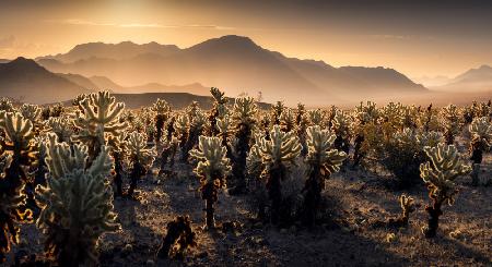 Joshua Tree NP