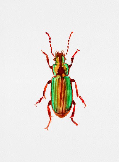 Carabidae ground beetle or Harpalus distinguendus