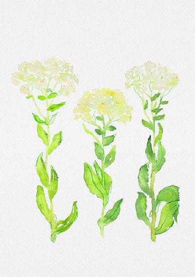 Hoary cress or Lepidium draba botanical painting