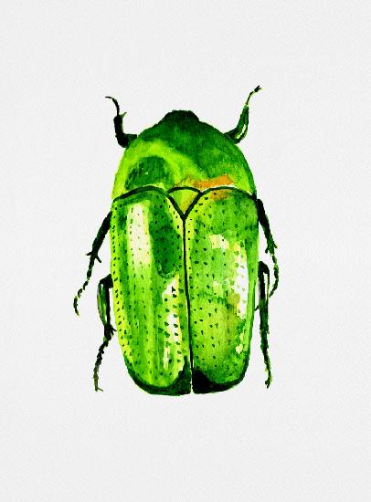 Green June beetle or Cotinis nitida
