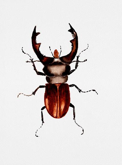 Stag beetle or Lucanus cervus
