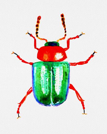 Knotweed beetle or Gastrophysa polygoni