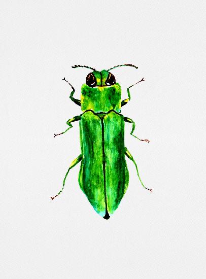 Jewel beetle or Agrilus angustulus