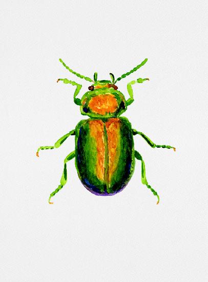 Tansy beetle or Chrysolina graminis
