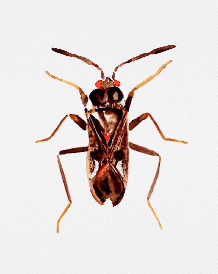 Dirt-colored seed bug or Rhyparochromus vulgaris