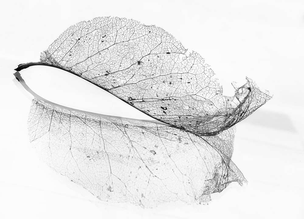The old leaf à Katarina Holmström