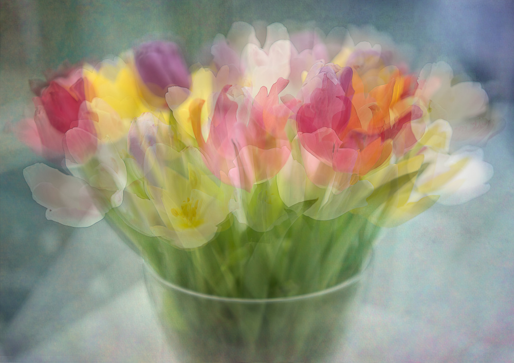 Tulips à Katarina Holmström