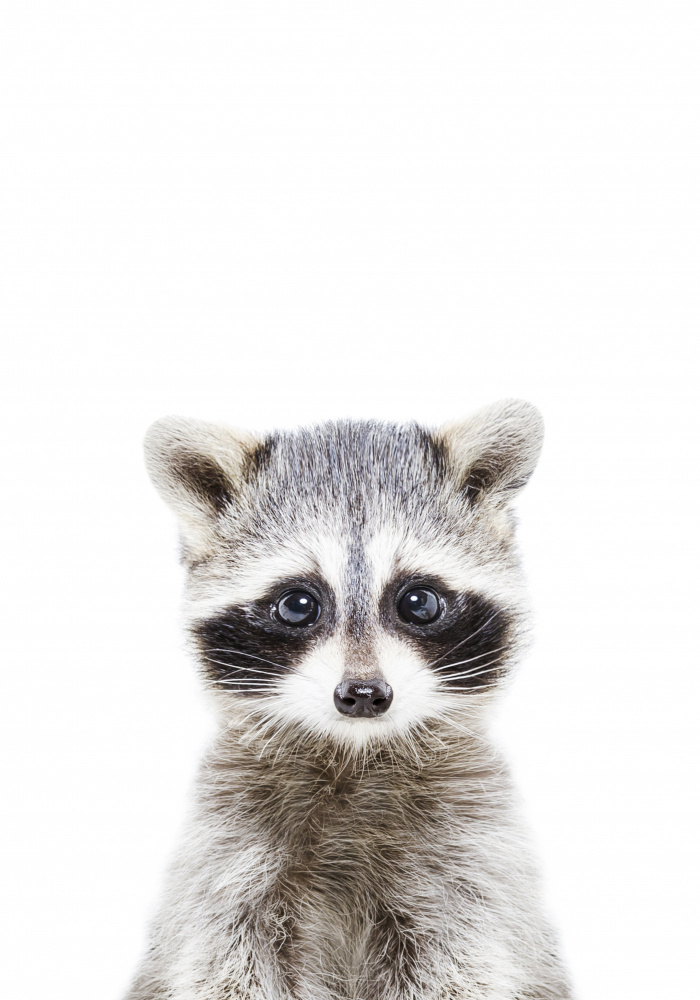 Baby Racoon à Kathrin Pienaar