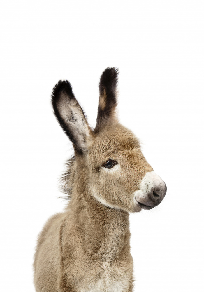 Baby Donkey à Kathrin Pienaar