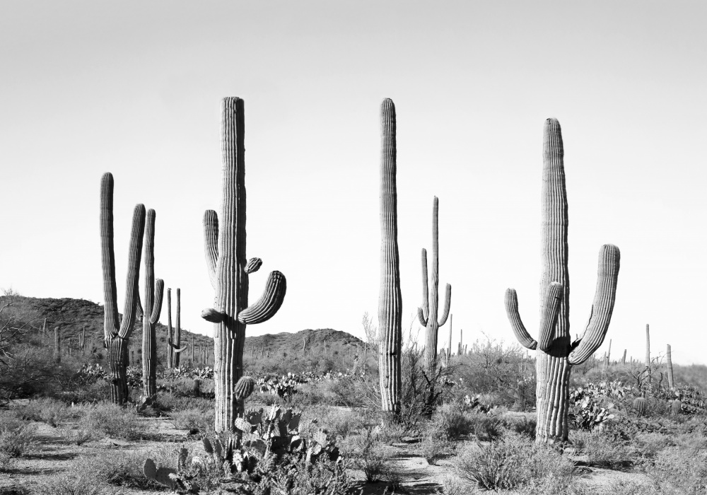 Grey Cactus Land à Kathrin Pienaar