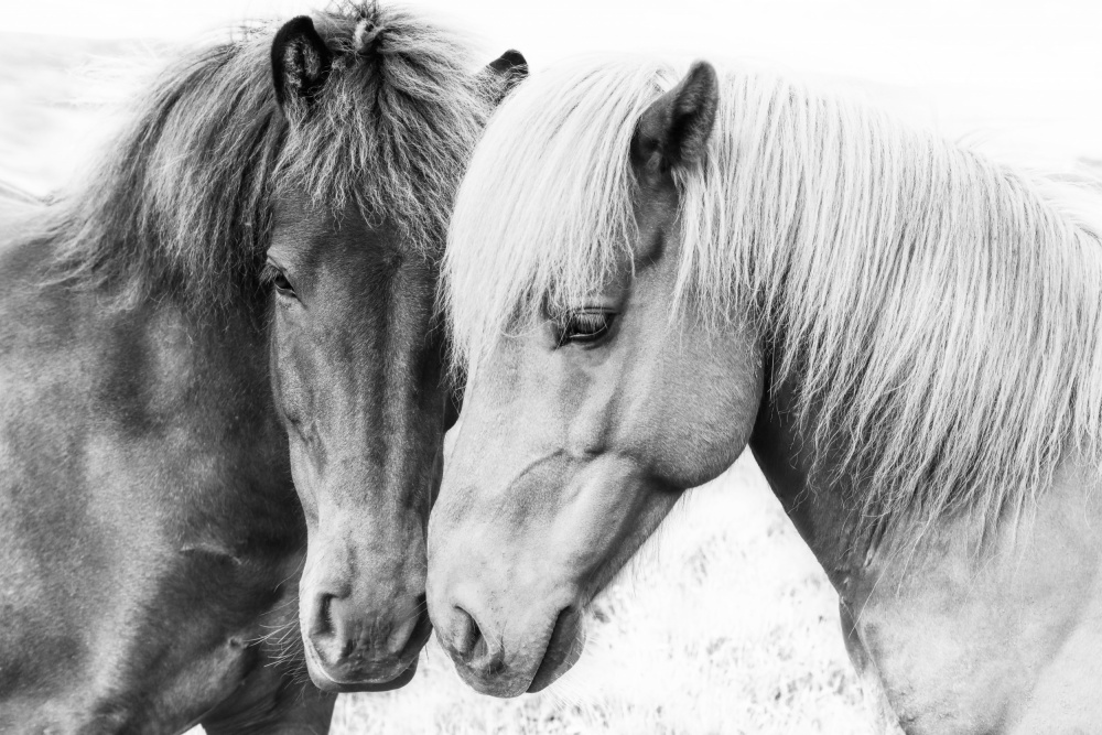Horse Love à Kathrin Pienaar