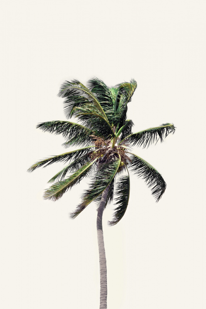 Windy Palm Tree à Kathrin Pienaar
