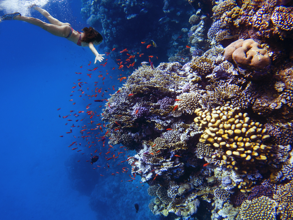 Deep sea coral dive à Katia Moon