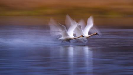 White swans taking off