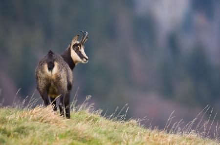 Afternoon Chamois