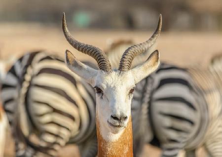 Portrait with Zebra background