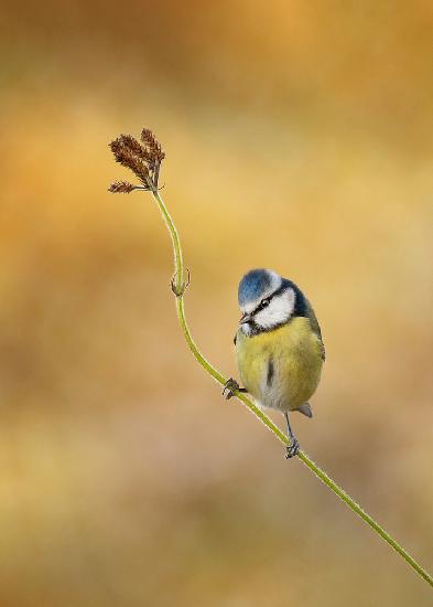 Blue Tit winter light