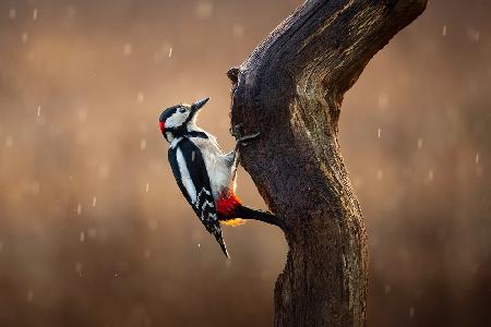 Woodpecker in the rain