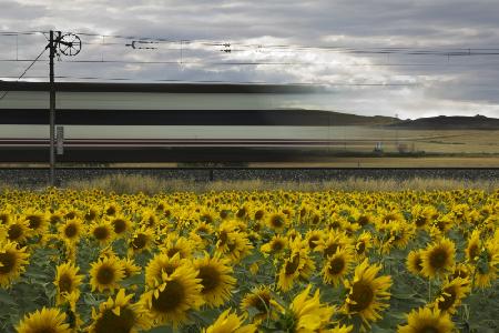 78 sunflowers