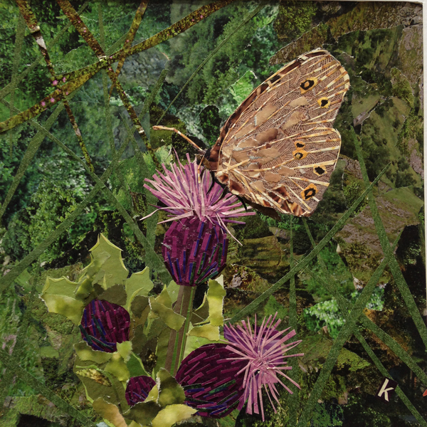 Flit - Satyr Butterfly On Thistle à Kirstie Adamson