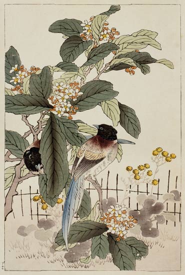 Blue tailed birds among the blossom from Bunrei Kacho Gafu, pub. 1885, and à Kono Bairei