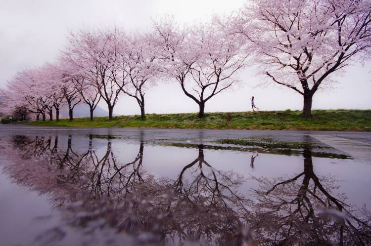 Pluie du printemps à Kouji Tomihisa