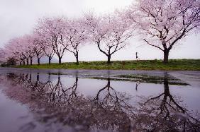 Pluie du printemps