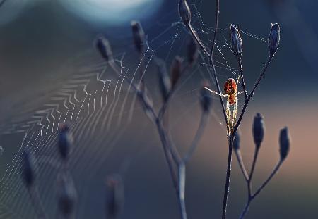 Spider like from another world