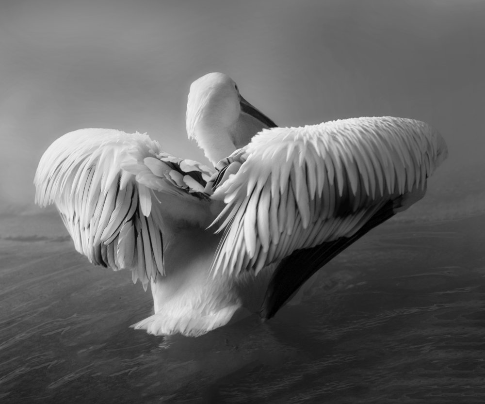 The Pelican à Krystina Wisniowska