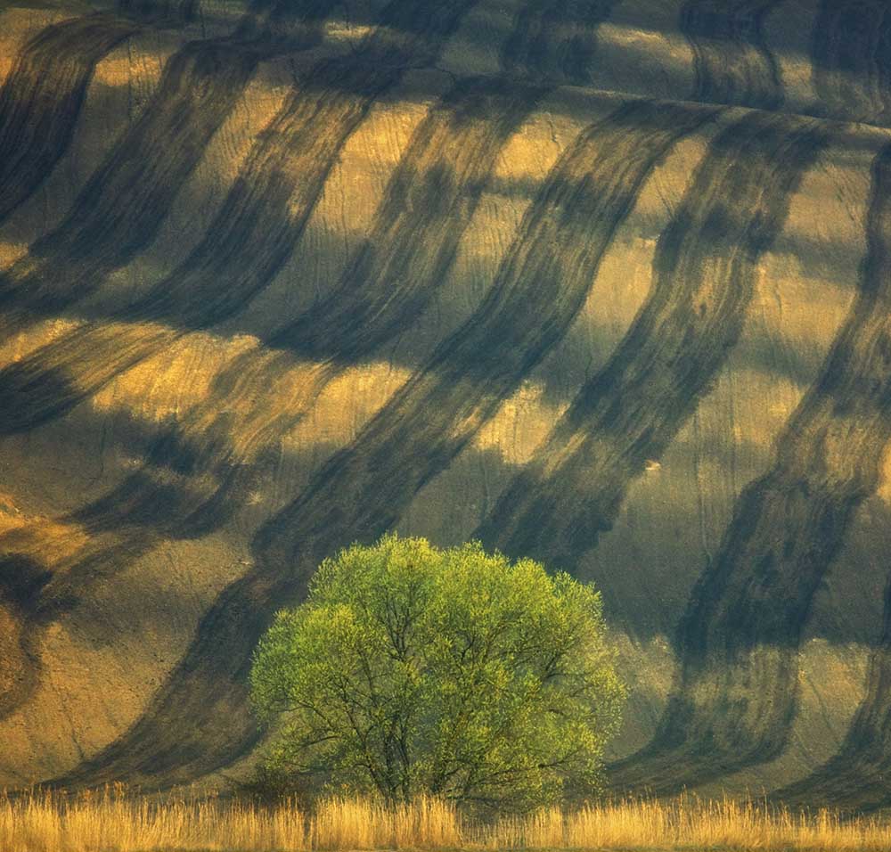 Tree ... à Krzysztof Browko