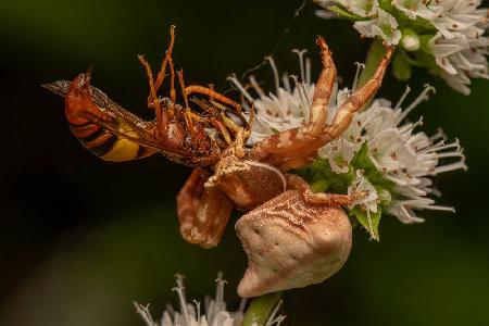 Crab Spider With Wasp Kill