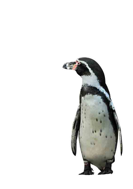 Pingouin  à Kunskopie Kunstkopie