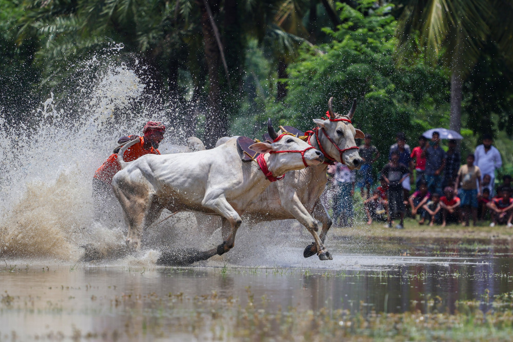 Moichara cattle race fastival à Kuntal Biswas