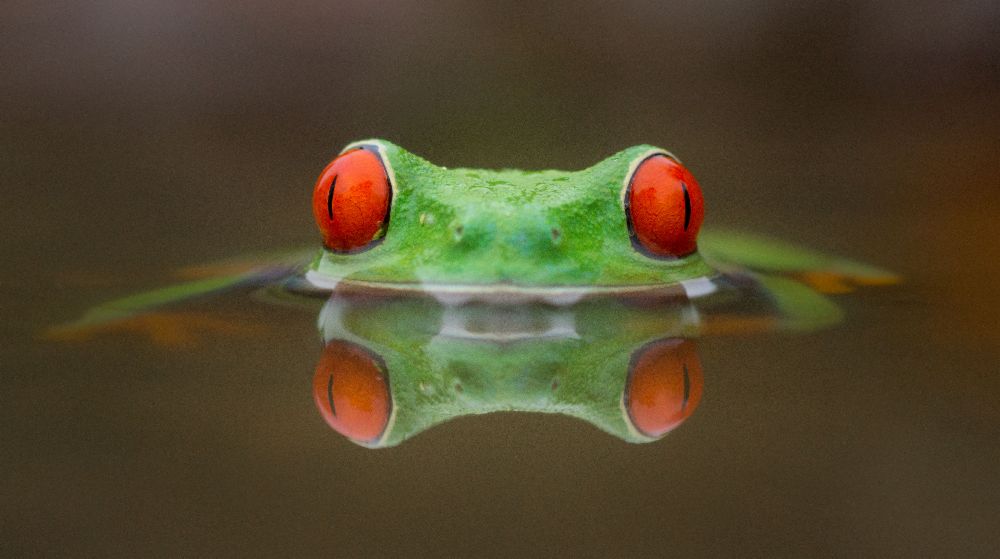 Burning Eyes à Kutub Uddin