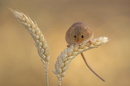 Harvest mice