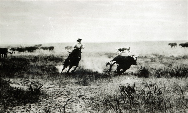Cowboy on horseback lassooing a calf (b/w photo)  à L.A. Huffman