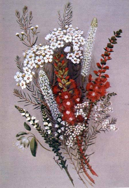 Geraldton Wax Flower and Scarlet Feather Flower à Lady Margaret Forest