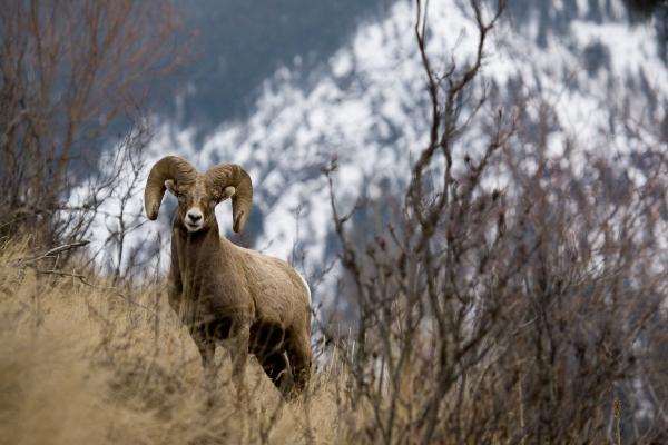 Rocky mountain bighorn sheep à Lance Lechner