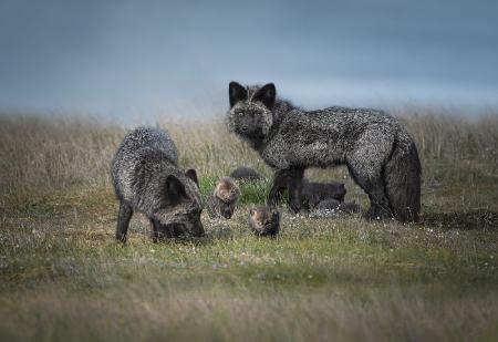 Silver fox family